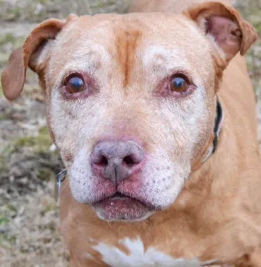 Light brown pit bull mix Miss Cleo