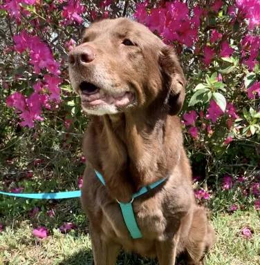 brown lab Molly