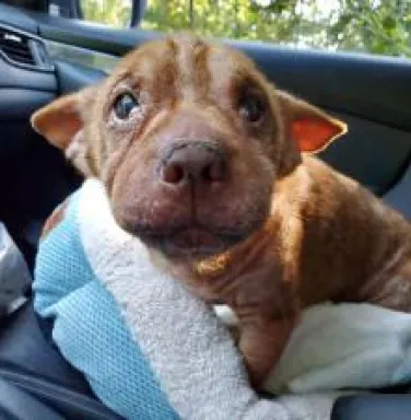 Shar Pei Corgi Mr. Crabby Pants