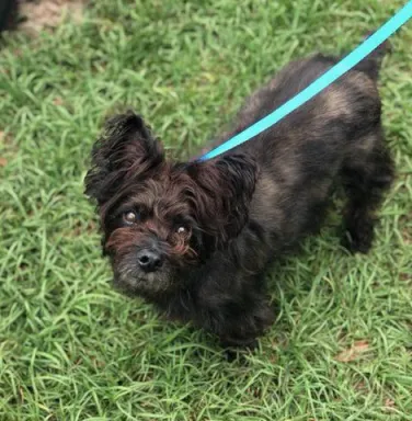 Little black terrier with a blue leash