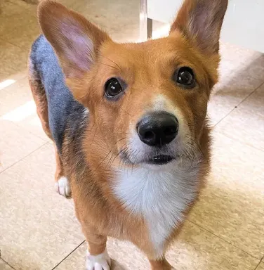 corgi looking at the camera