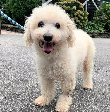 white dog facing camera