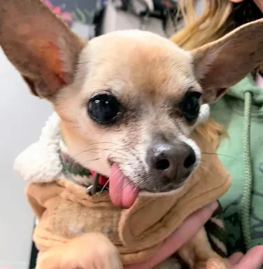 tan chihuahua