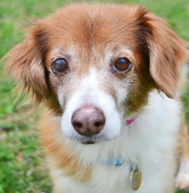 Retriever mix Randy