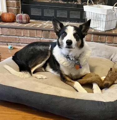 border collie laying down