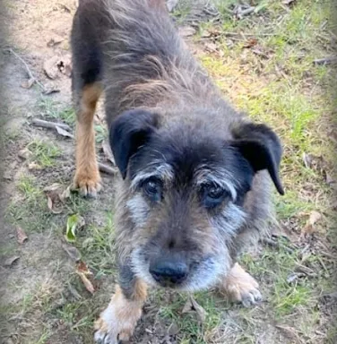 Roscoe the hound mix