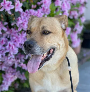 Golden Retriever mix Scooby in front of purple flowers