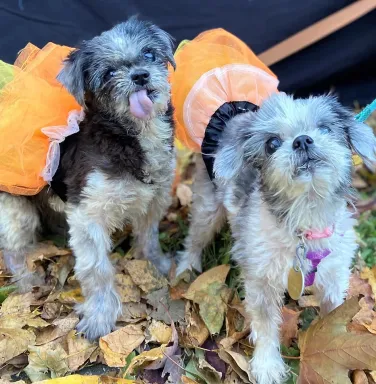 small dogs in orange tutus