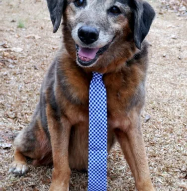 Senior wearing a blue tie Senior wearing a blue tie