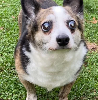 Shorty the Corgi