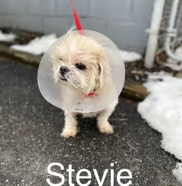 Stevie the Shih Tzu