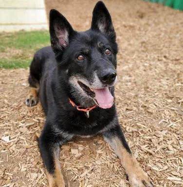 black shepherd dog