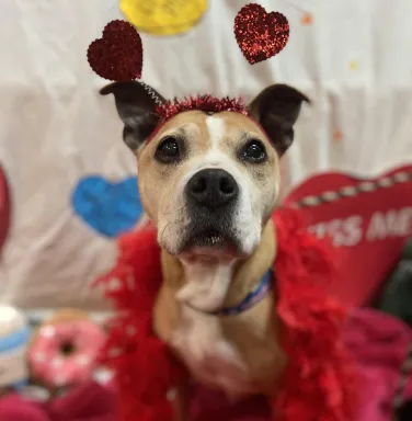 dog with Valentine's props