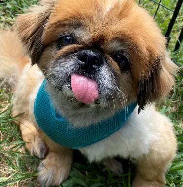 Pekingese Tritten with tongue out