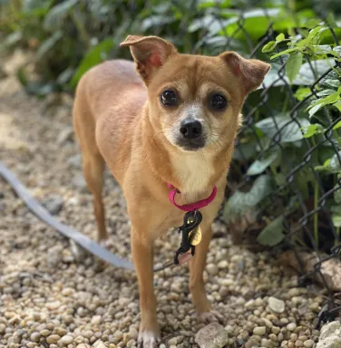 chihuahua dog on pink leash