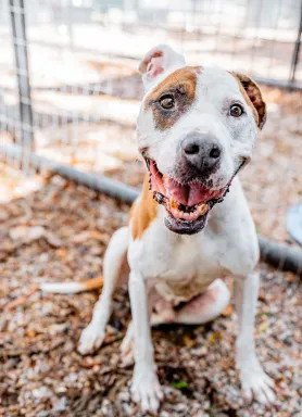 brown and white pit bull