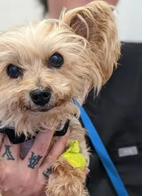 Yorkie in a tattooed hand