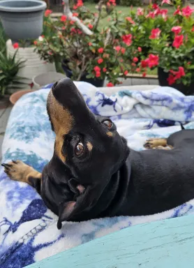 black dog laying on bed in front of flowers