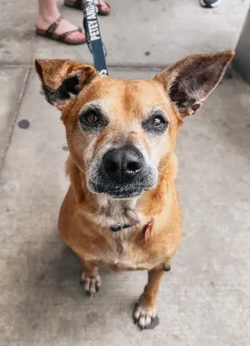 beige dog looking at camera