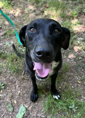 black lab outside