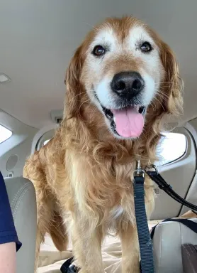 dog in the car