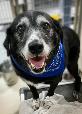 black and white pup with blue bandana