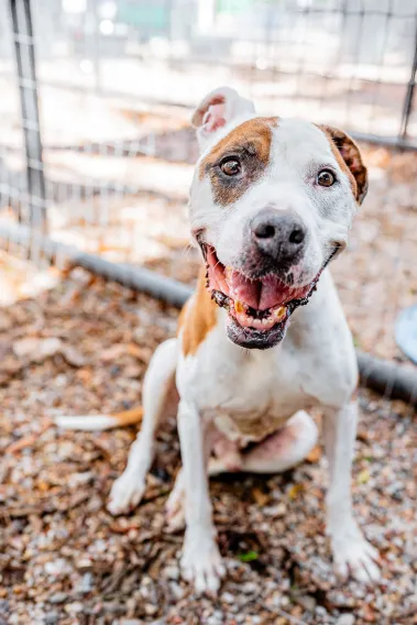 brown and white pit bull