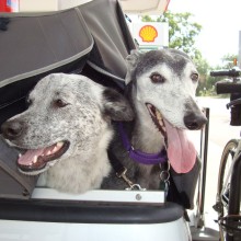 two grey dogs by a bike