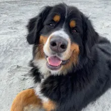 black, white and brown dog on the sand