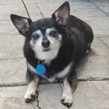 black dog with white face