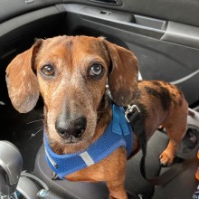 brown dachshund in car