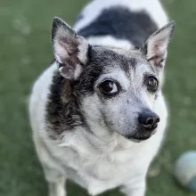 portly black and white dog