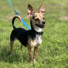 small brown and black dog