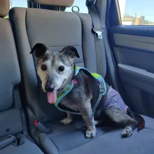 grey and black dog in car