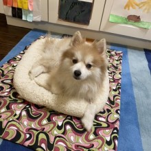 tan dog in dog bed
