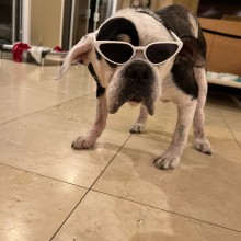 dog looking cool