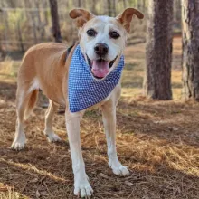 tan and red dog with blue bandana