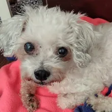 white curly-haired dog on pink blanket