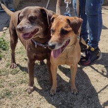 two brown dogs