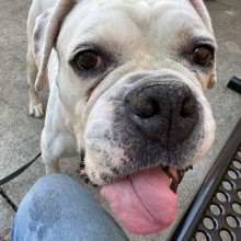 white american bulldog with tongue out