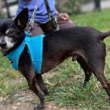 black chihuahua with blue harness