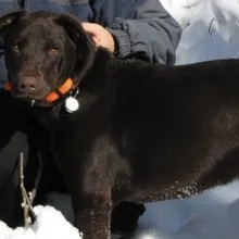 black dog in the snow