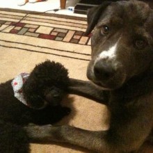 large grey dog and small black dog