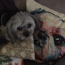grey dog on pillow of his likeness
