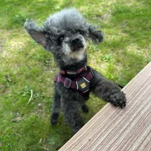 black and grey dog on the grass