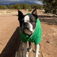 Pugsly on the beach in a green shirt dog on the beach wearing green shirt