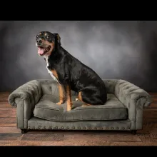 Ruby sitting on a grey couch brown dog sitting on grey couch