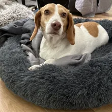 Lemon the beige and white beagle beige and white beagle