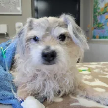 Lupin scruffy white dog