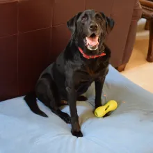 Simba black dog